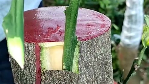 最牛嫁接技术,一棵树嫁接两个品种,简单易学存活率高!