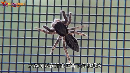 最毒蜘蛛 腾讯视频