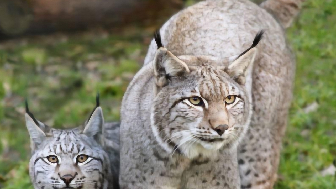 猞猁是狼的天敌?单挑可以瞬间杀死狼!你知道吗?