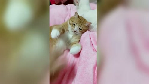 小臭猫 腾讯视频