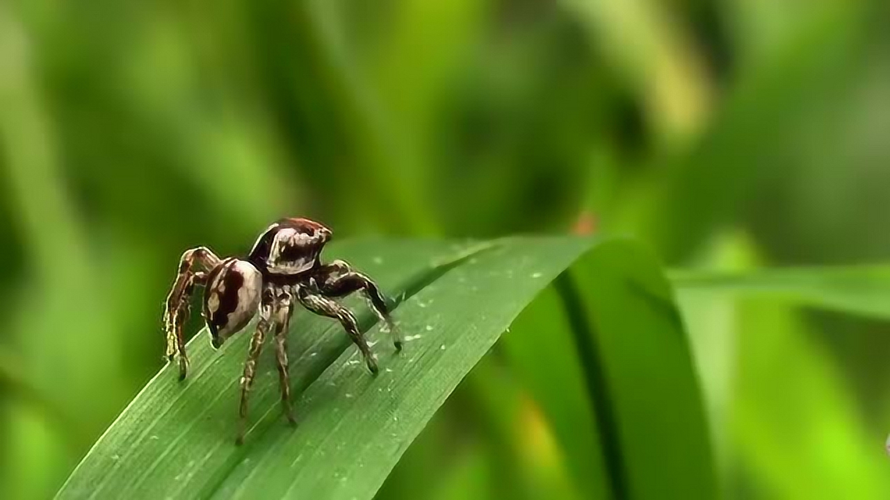 草丛中来了两只蜘蛛,大眼睛漆黑的,在草堆中跳舞唱歌