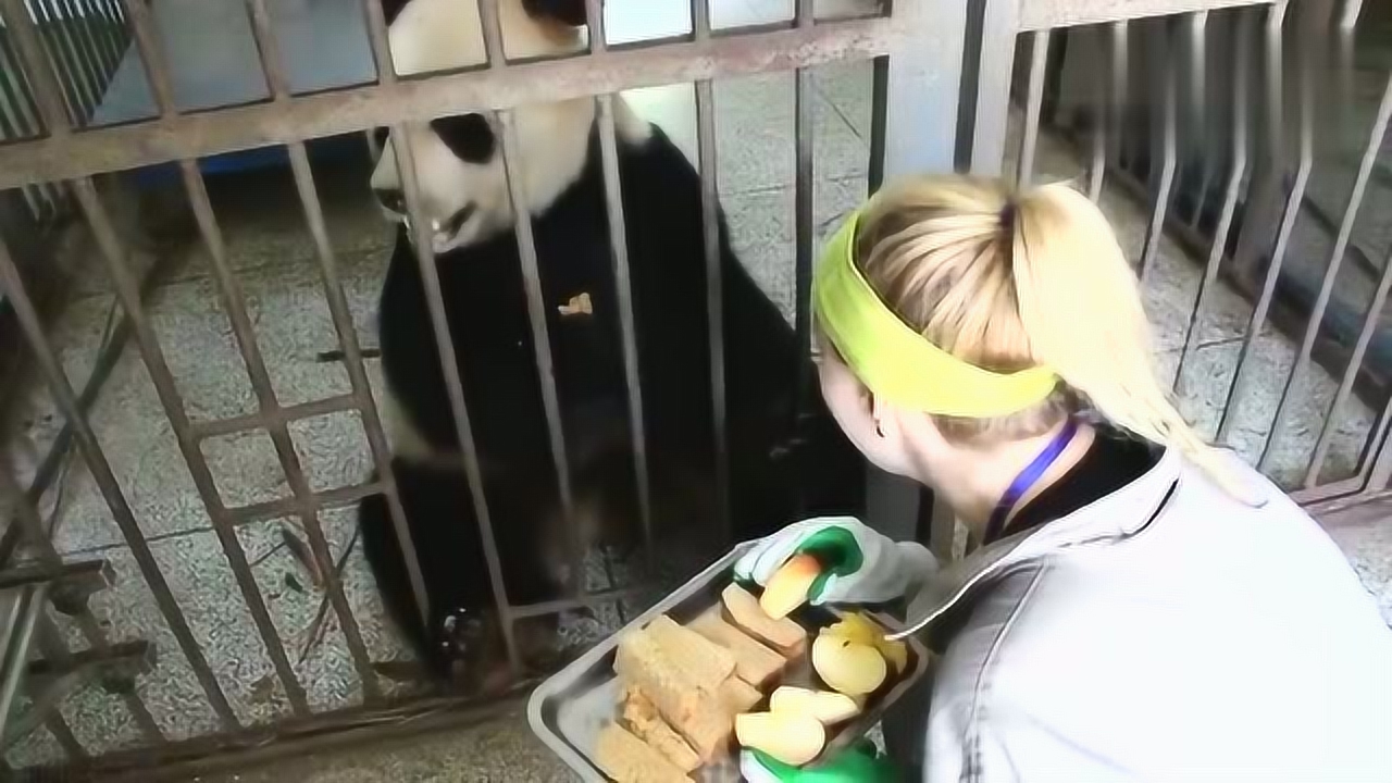大熊猫芦芦吃窝窝头,眼睛亮亮的吧唧好香哦把老外萌的不行