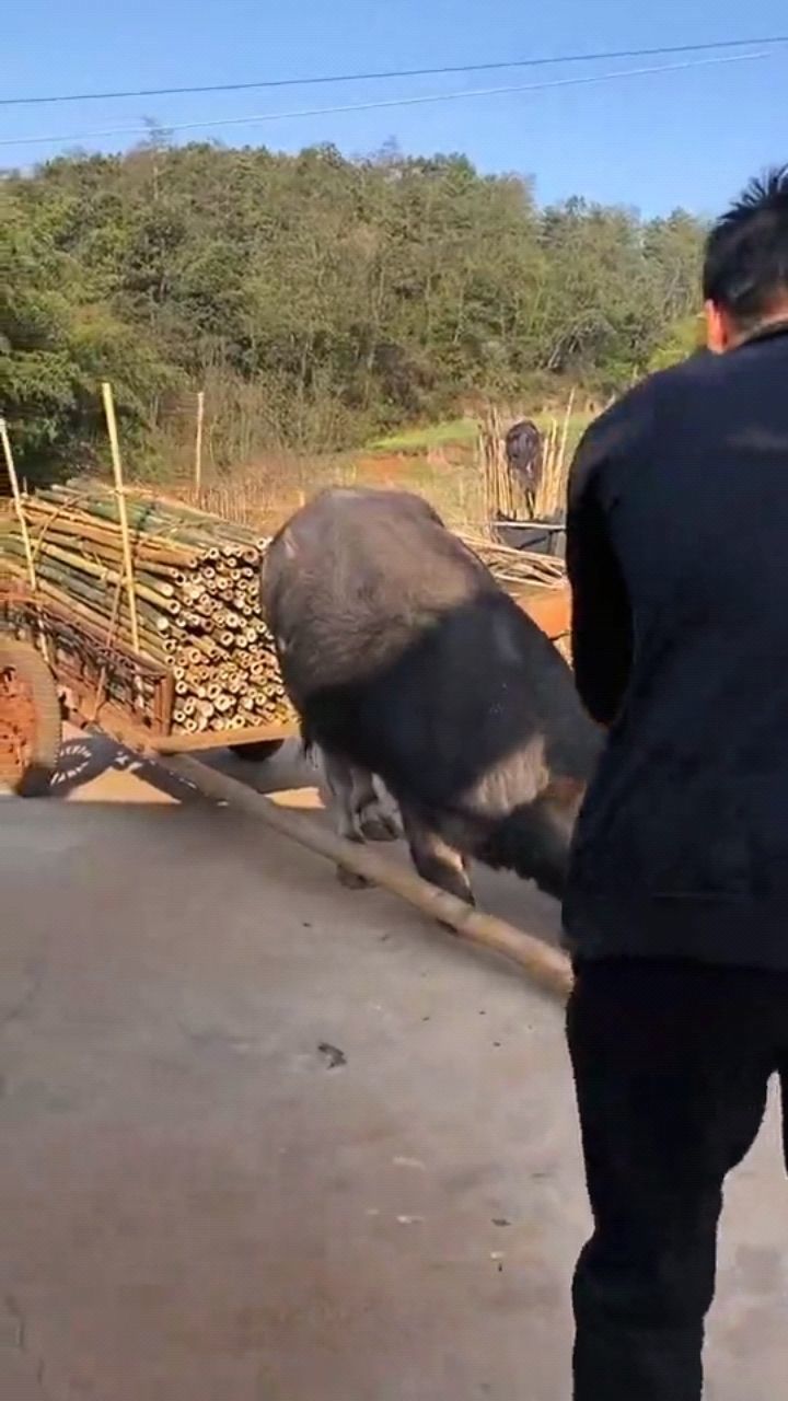 这头牛愿意为主人做任何事,真是善报,这下跪的动作我感动了!