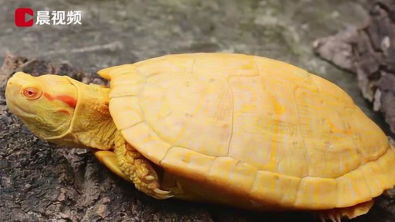 超罕见黄金龟!印度渔民发现金色乌龟,眼睛呈血红色