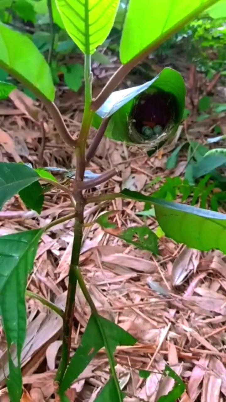 据说这种鸟名叫缝叶莺看见它的窝之后我理解了它的名字