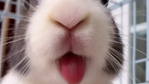 兔子的嘴巴到底有多快,这是几百年没吃饭了,瞅给孩子饿的