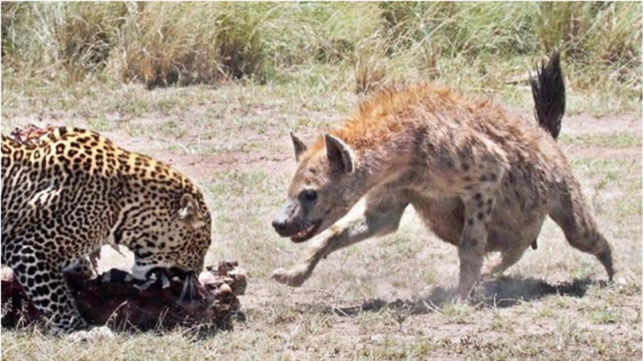 终极对决!非洲鬣狗大战花豹,谁更强悍?网友:狮子都不敢惹二哥
