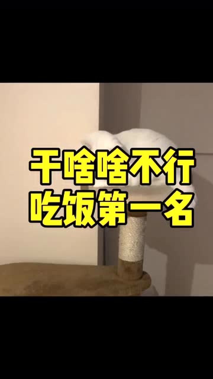 干啥啥不行,吃饭第一名的小猫咪,你家猫也这样么?