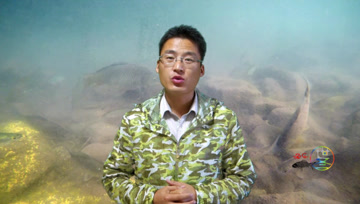 饵料诱鱼效果究竟如何判断才靠谱？世图这么认为