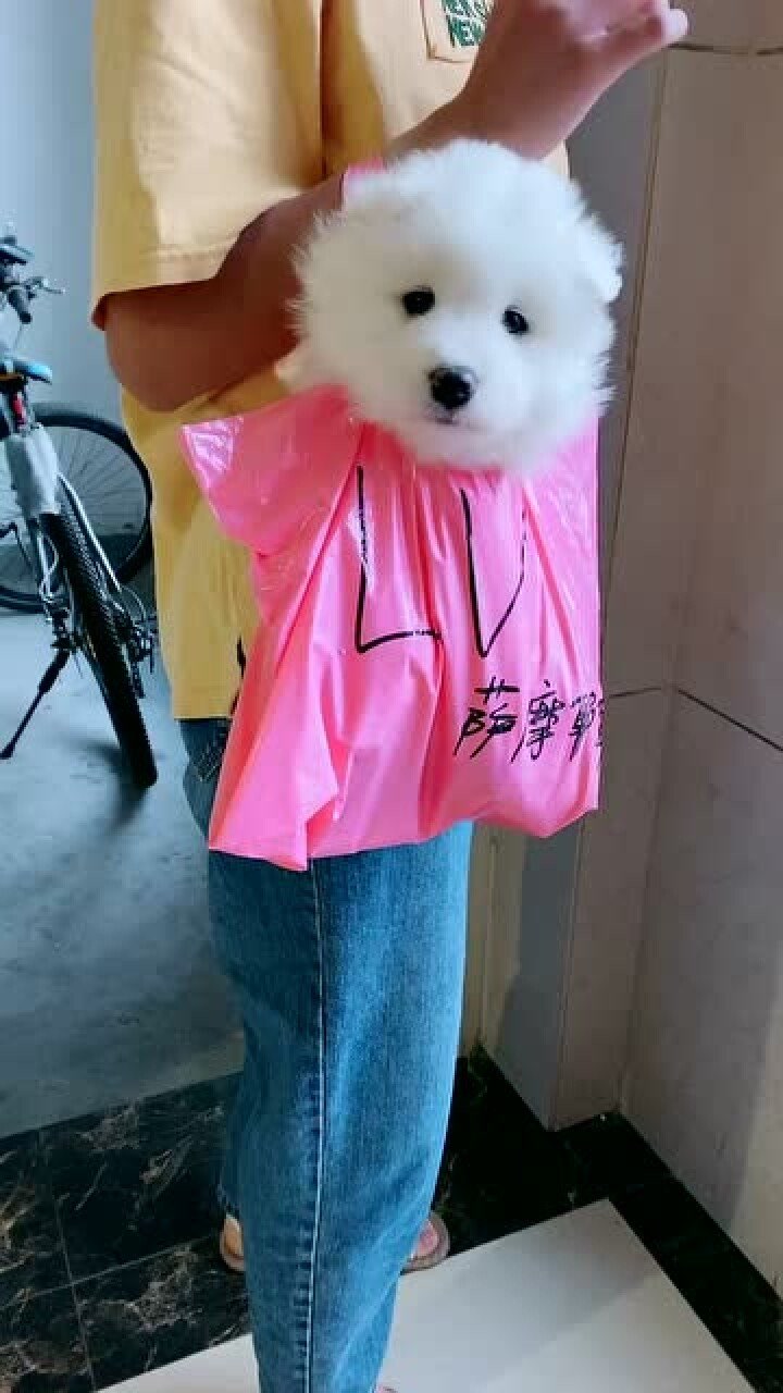 女主人带着萨摩耶小奶狗出去玩,它这个样子太可爱了