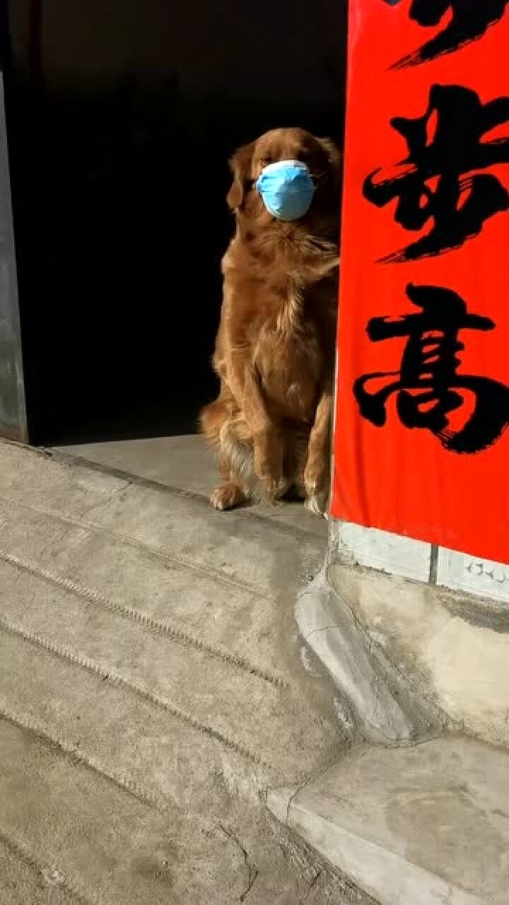 狗子真是我家的看门神器让它在门口待着它绝对寸步不离