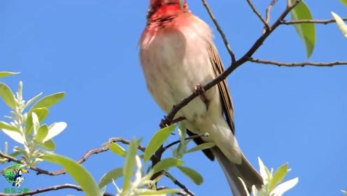 红麻料的鸟叫声,清脆悦耳,听听你能听出多少个字