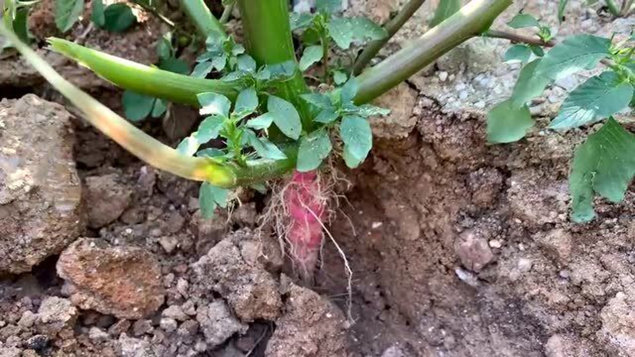 土人参 土人参属植物 搜狗百科