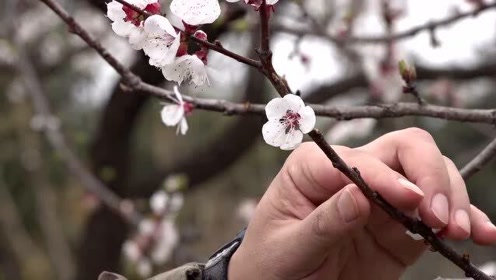 花小泉杏 腾讯视频