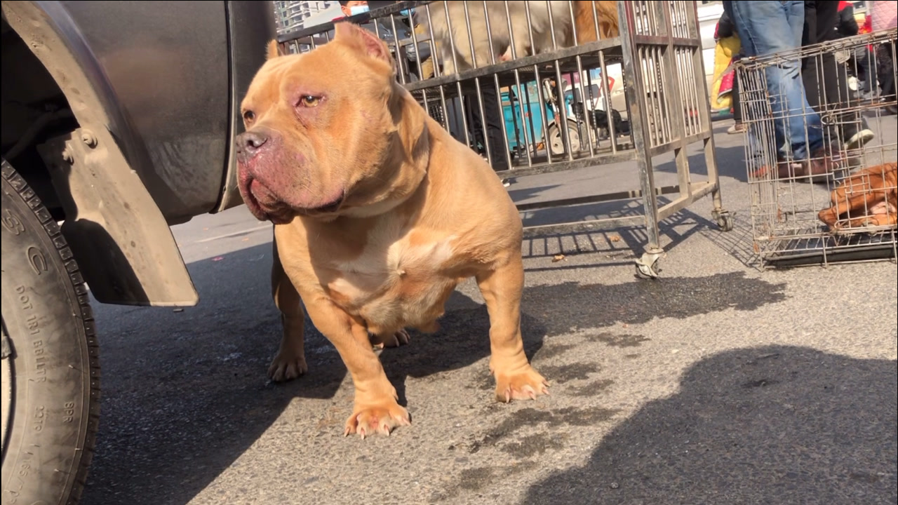 都说"恶霸犬"是犬界的健美冠军,今天这只有点.,一起看看吧