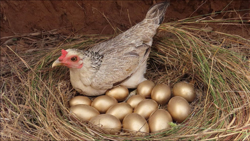 会下金蛋的母鸡-腾讯视频