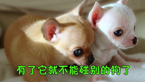 吉娃娃比熊犬 腾讯视频