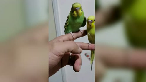 二鸟修一 腾讯视频