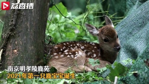 小鹿宝宝 腾讯视频