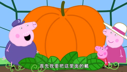 小猪佩奇:南瓜比赛要开始了,佩奇学校到处都是南瓜,还挺好看的