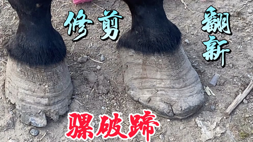 骡蹄硬度是驴蹄的十倍,看这蹄子又干又硬没水分,焕然一新真容易