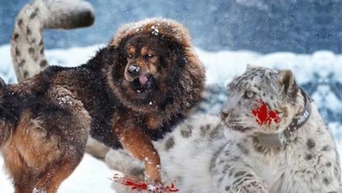 实拍罕见一幕,一只雪豹为保护食物大战三条藏獒,藏獒竟被贤怂