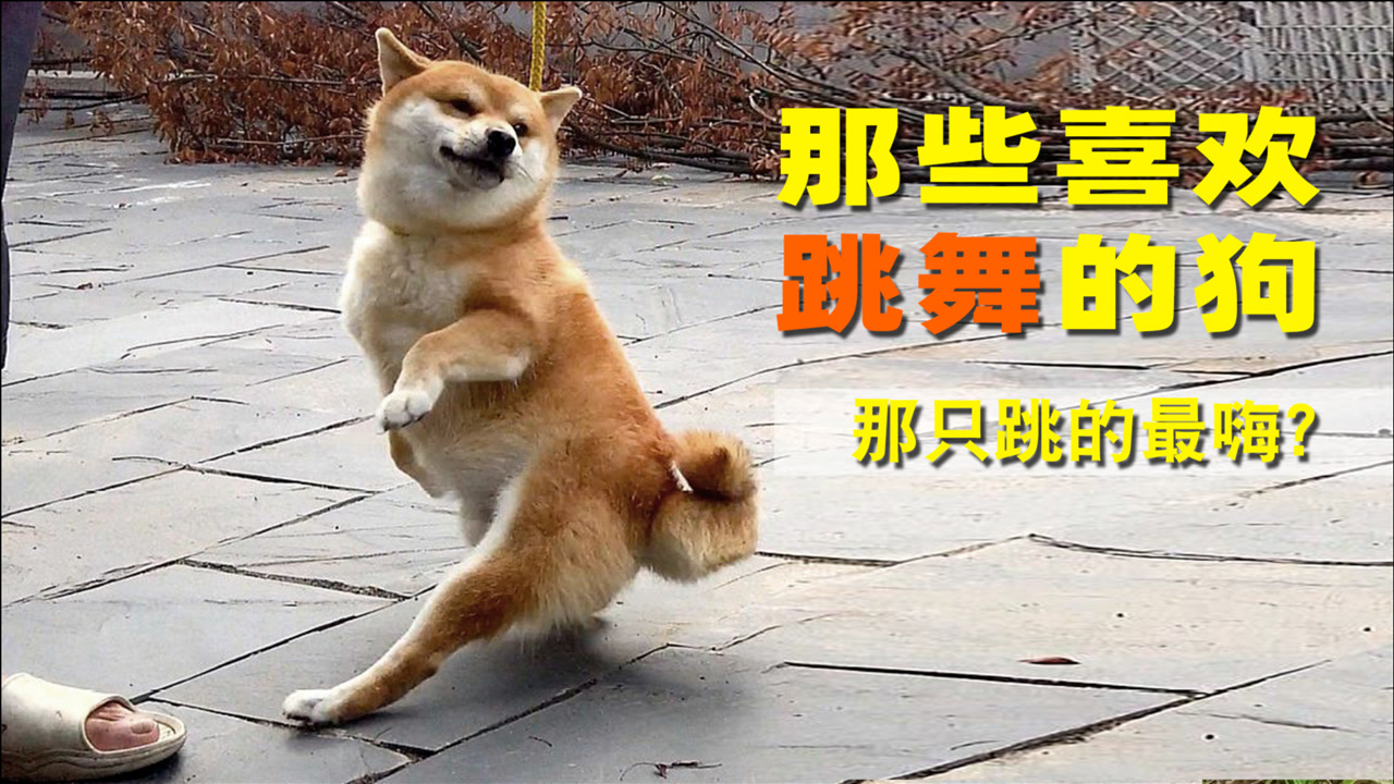 狗狗跳舞,嗨爆全场,我是服了!