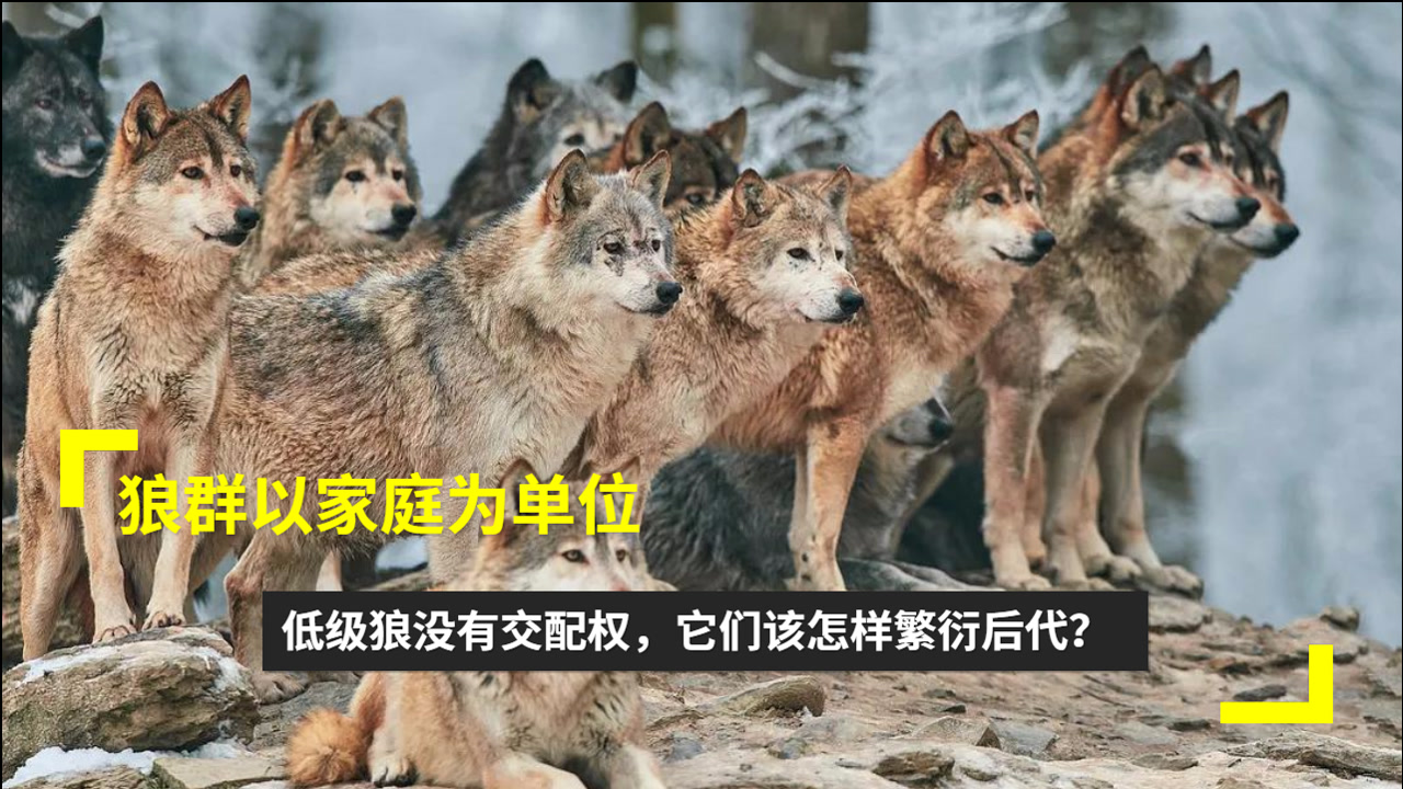 狼 食肉目犬科犬属动物 搜狗百科