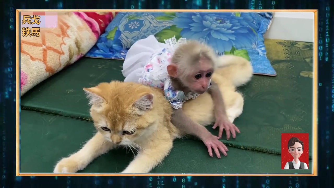 老猫猴子图片,老窝,意思_大山谷图库