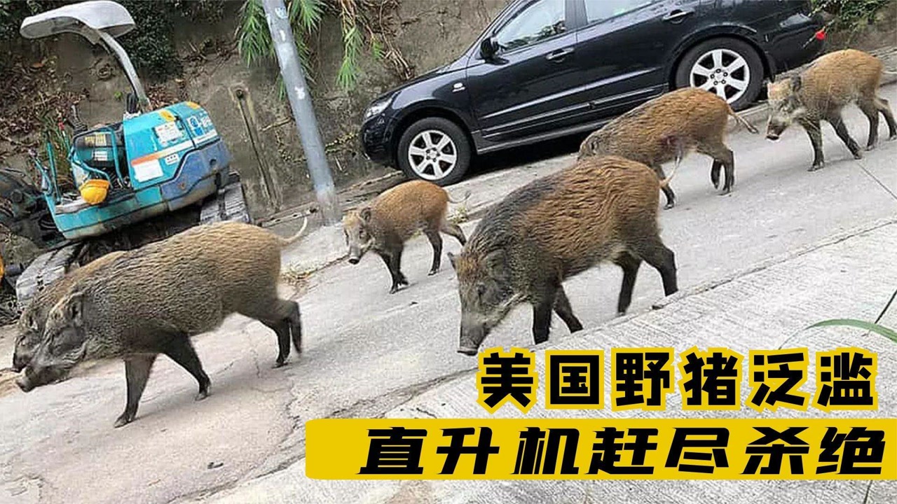 野猪在美国泛滥成灾,上演"人猪大战",200万头猪真吃不完啊!