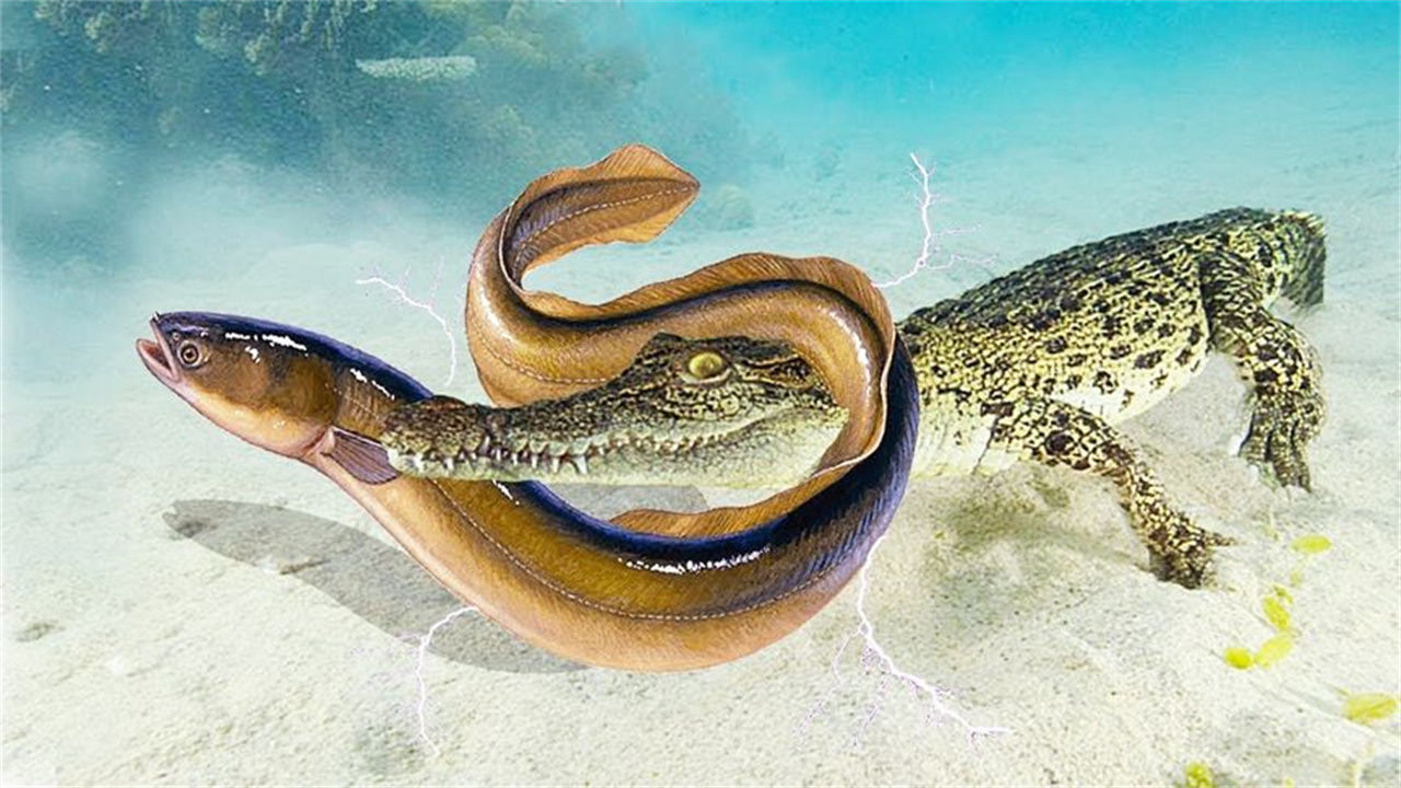 鳄鱼对电鳗很有想法,一口咬住了电鳗,结果却出乎众人的意料