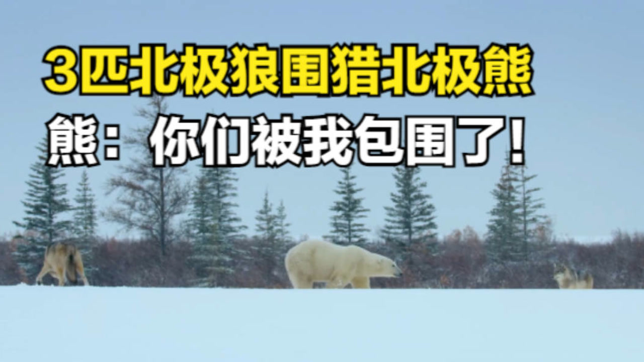 极地霸主有多狠?狼群围猎北极熊,没想到竟然被反杀