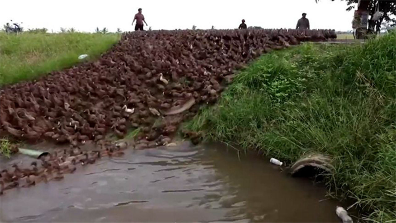 蝗虫大规模入侵稻田,村民放出鸡和鸭子,展开地毯式搜捕