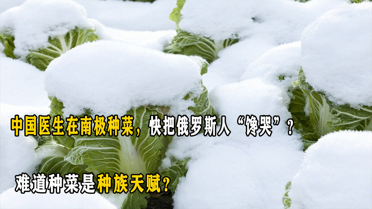 中国医生在南极种菜,快把俄罗斯人"馋哭?难道种菜是种族天赋?