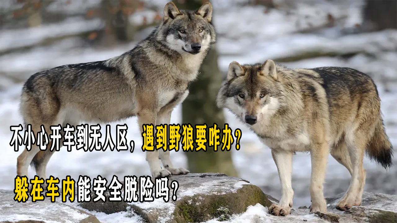 野狼 犬科哺乳动物 搜狗百科