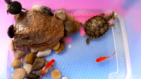 巴西龟吃鱼,乌龟吃活鱼乌龟吃小鱼,乌龟吃鱼