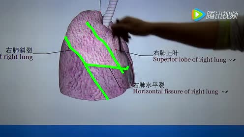 肺解剖 腾讯视频