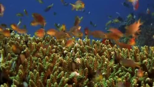 海洋恐惧 腾讯视频
