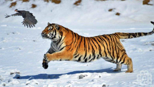 腾空而起,东北虎强悍无比的跳跃力令人生畏