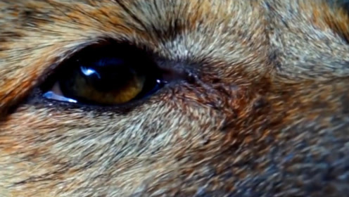 《重返狼群》幕后故事,狼与人离别,也会流泪