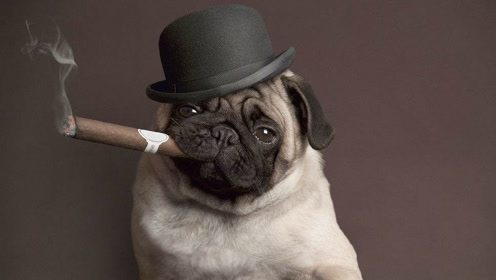 一只会抽烟解愁的狗,就连抽烟的动作都和人神似!