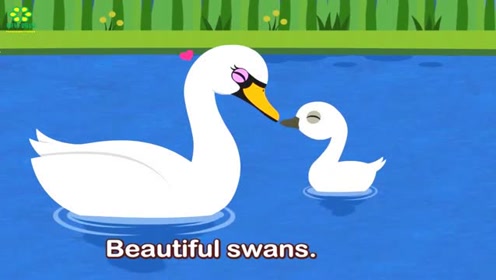 少儿英语:swan美丽的天鹅