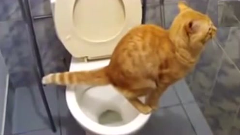 小黄猫爆笑 腾讯视频