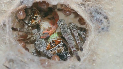 蜘蛛"食母",未婚嫁的雌性穹蛛甘愿被养子吃掉
