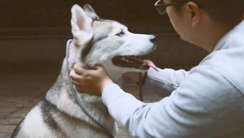 狗狗心理学 腾讯视频