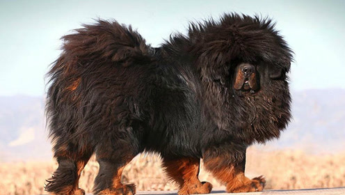 藏区牧民家养的原生藏獒,这才是藏獒,你们养的都是宠物!