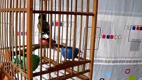 蜡嘴 | 海派清口一号兴城特色叫口