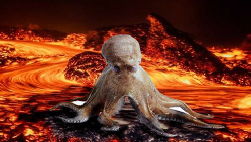 揭秘:章鱼就是我们所说的"吸血鬼"?能够在464°高温下存活!