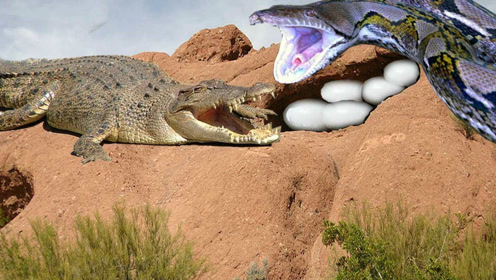 蟒蛇和鳄鱼大战,它们会以什么样的方式结束战斗呢