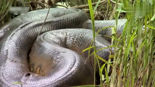森蚺地球上最大的蛇,它看上去十分怪异,令人威风丧胆